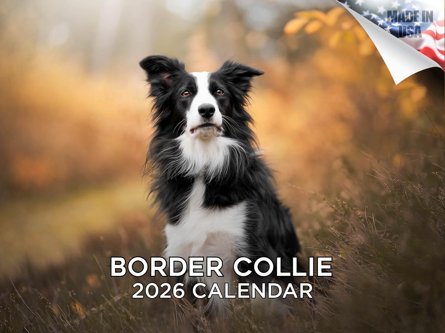 Kalendarz Border Collie 2024 2025 - miesięczny kalendarz ścienny rasy psów, 30 x 45 cm, otwarty, gruby papier bez przebarwień, prezent - akademicki planer nauczyciela organizacja i planowanie