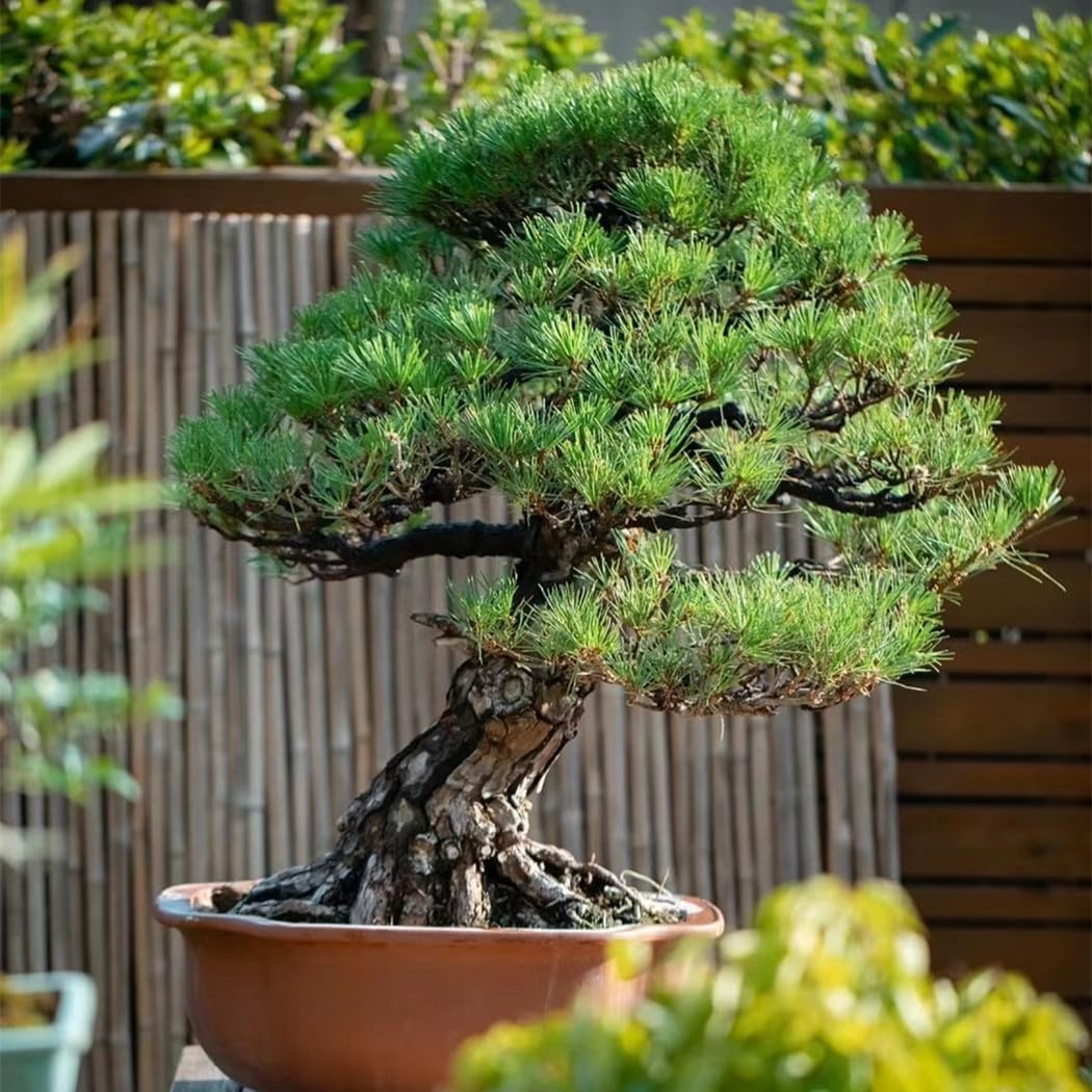 30 Japanese Black Pine Bonsai Seeds - Grow Your Own Stunning
