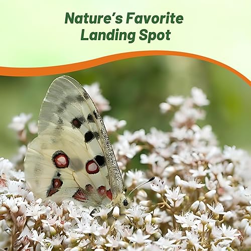 Vista 5 de Outsidepride Oktoberfest Semillas Sedum - 1000 semillas perennes de cobertura del suelo para plantar, plantas suculentas resistentes al frío