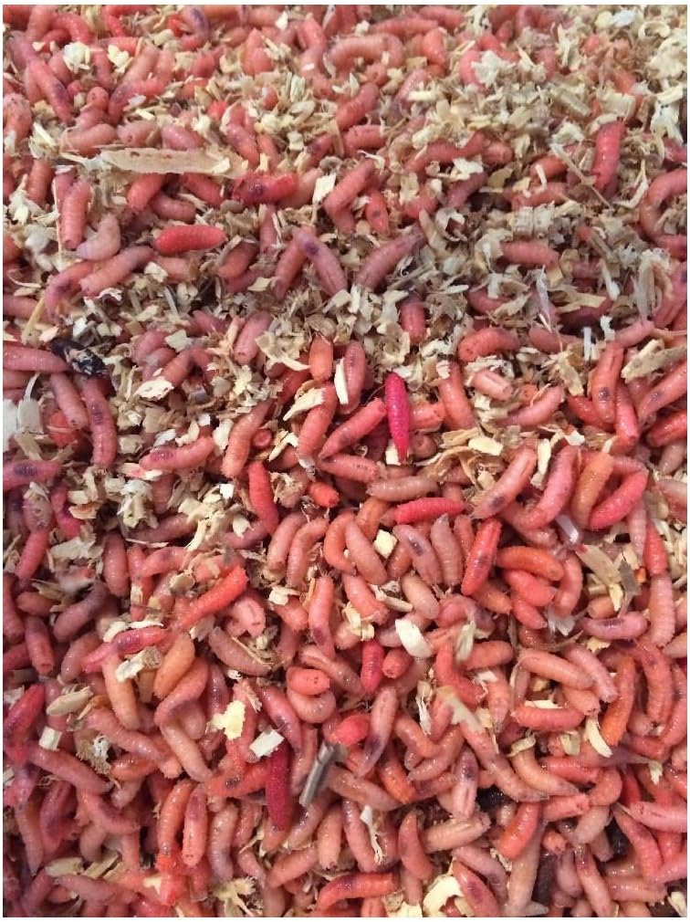 500 Count Blue Bottle Fly Maggots Spikes Live Bait Ice Fishing Grub Worms Reptile