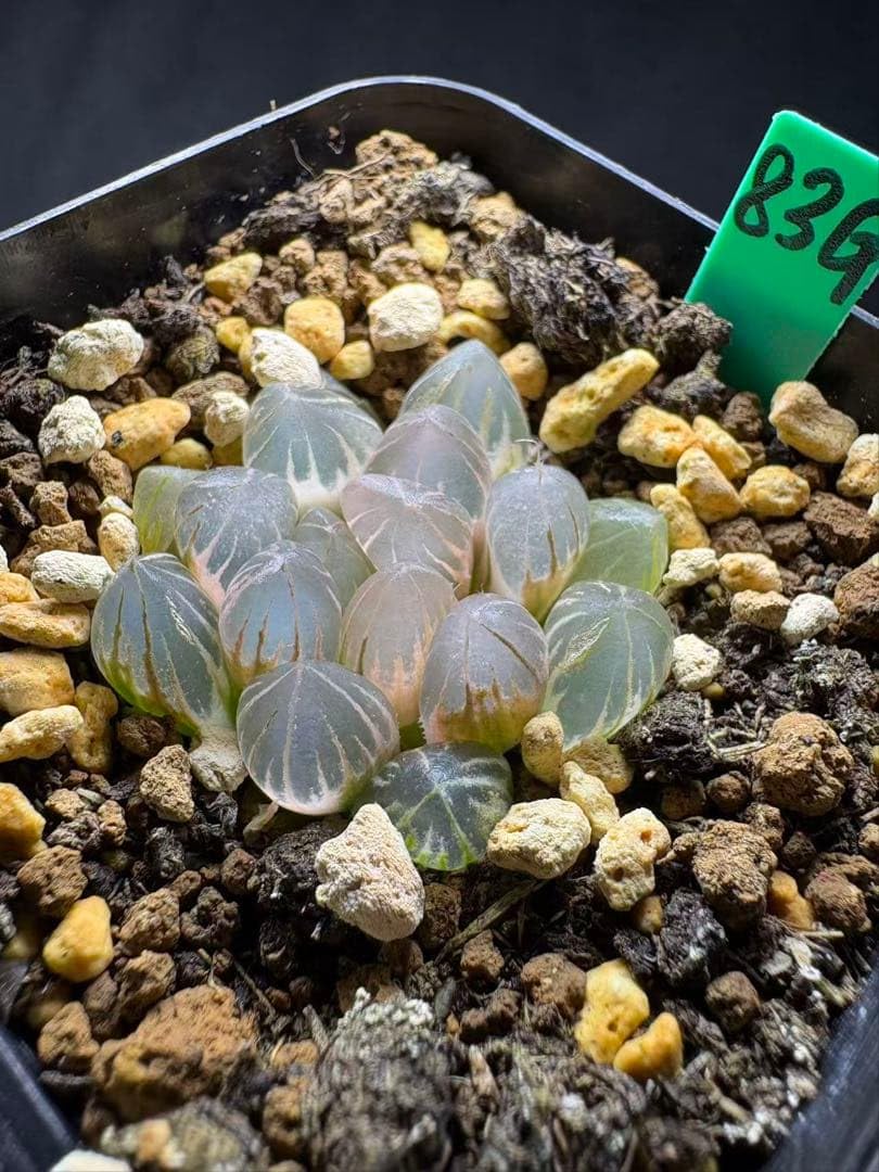 Amazon.co.jp: 83g 多肉植物 ハオルチア ブラックオブツーサ錦糊斑