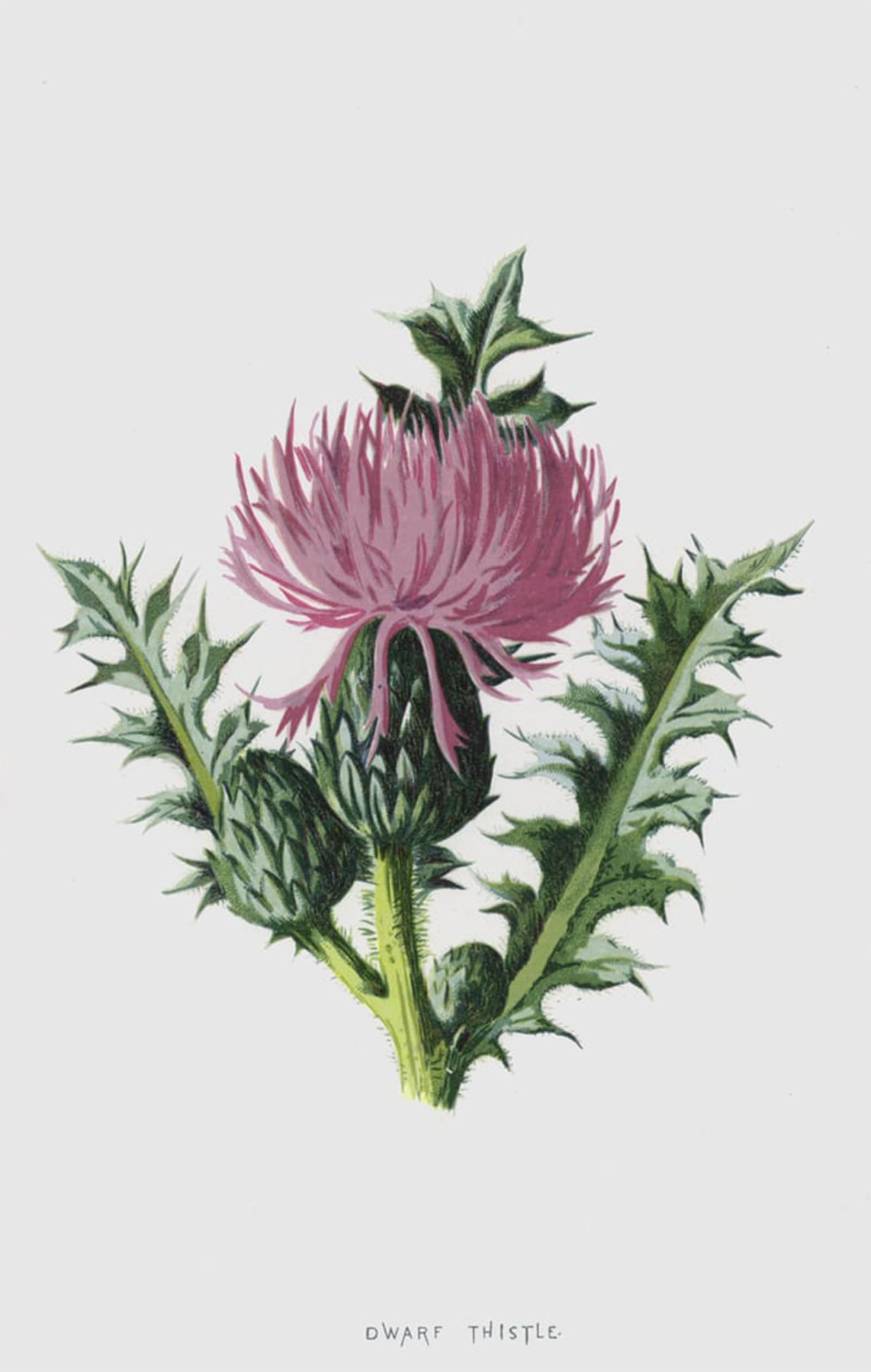 POSTERIIk Vintage Classic Picture Landscape Artwork Dwarf Thistle by Frederick Edward Hulme Portrait Canvas Painting for Office Home Decor 60x90cm