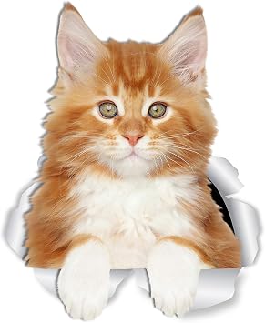 Winston & Bear Cute Red Maine Coon Kitty Cat Wall Decals - 2 Pack - Orange Maine Coon Cat Toilet Sticker 3D Cat Car Window and Bumper Sticker - Retail Packaged Maine Coon Lover Gifts