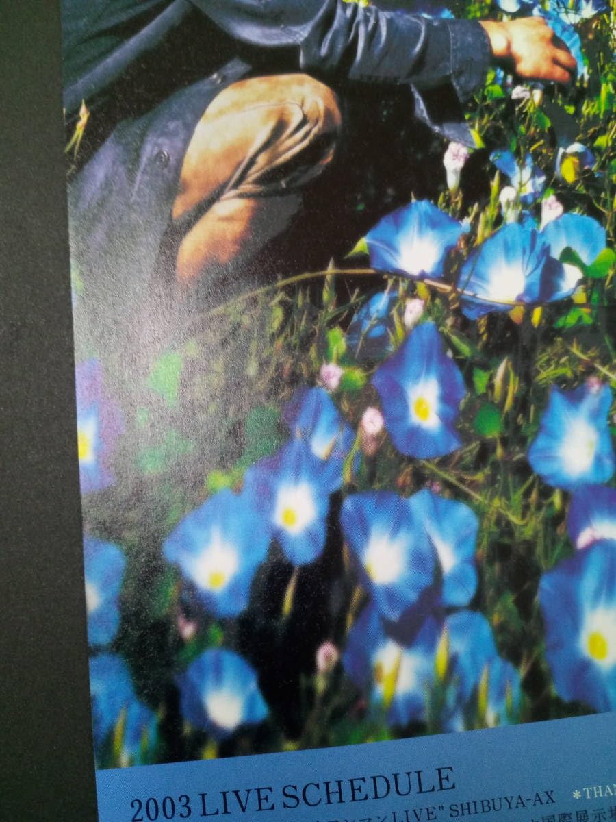 Amazon.co.jp: レミオロメン『朝顔』1stアルバム広告 簡単！入れるだけ