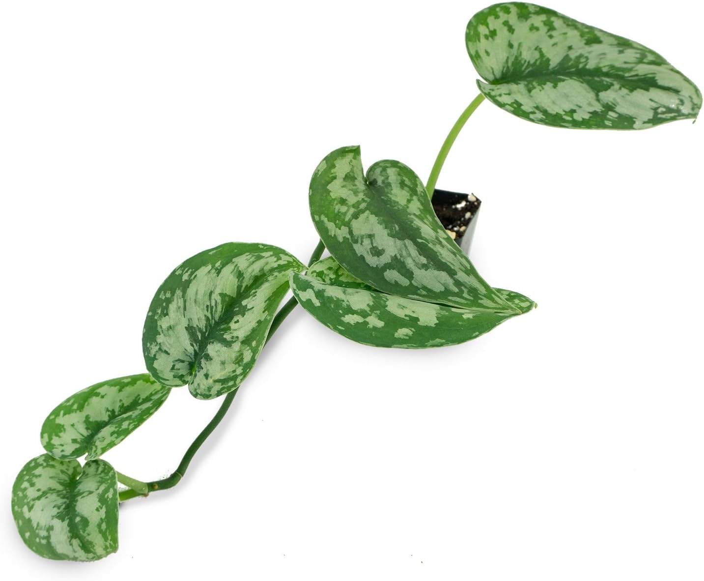 Scindapsus pictus - Silver Pothos