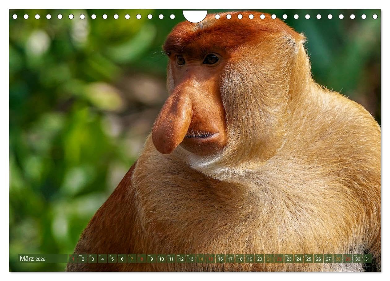 Nasenaffen von Borneo (Wandkalender 2026 DIN A4 quer), CALVENDO Monatskalender: Das aufregende Leben der Nasenaffen in Borneo (CALVENDO Tiere)