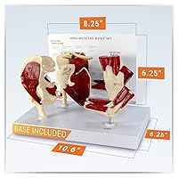 Vista 4 de Humano Mini Muscled Joint Anatomical Model Set #1900