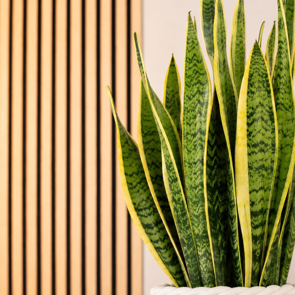 Bogenhanf - pflegeleichte Zimmerpflanze, Sansevieria trifasciata Laurentii  - Hhe ca. 65 cm, Topf- 17 cm : Amazon.de: Garten