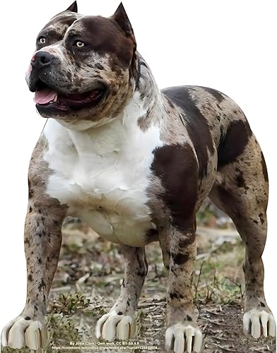 Miniatura 1 de SP12811 Tough Muscular Pitbull Dog Puppy Cardboard Cutout Standup Standee
