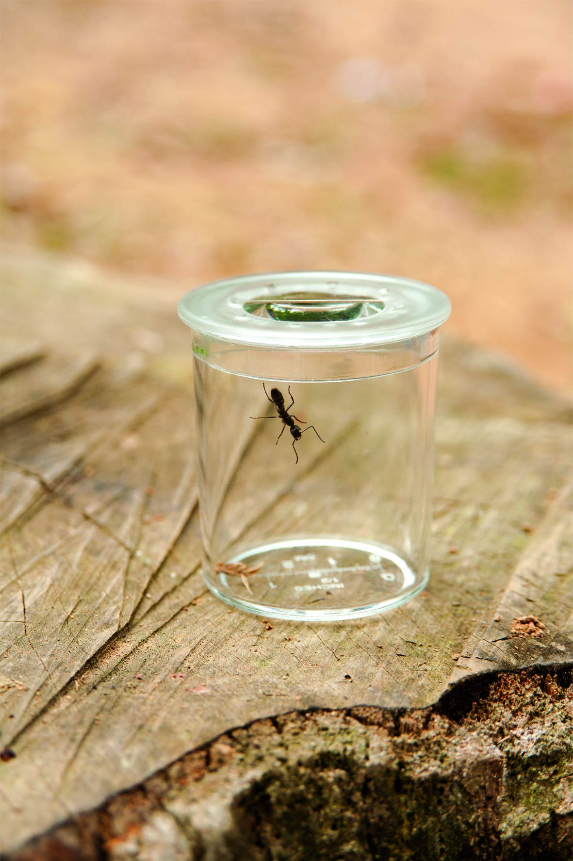 Buki BL033 Explorateur à insectes