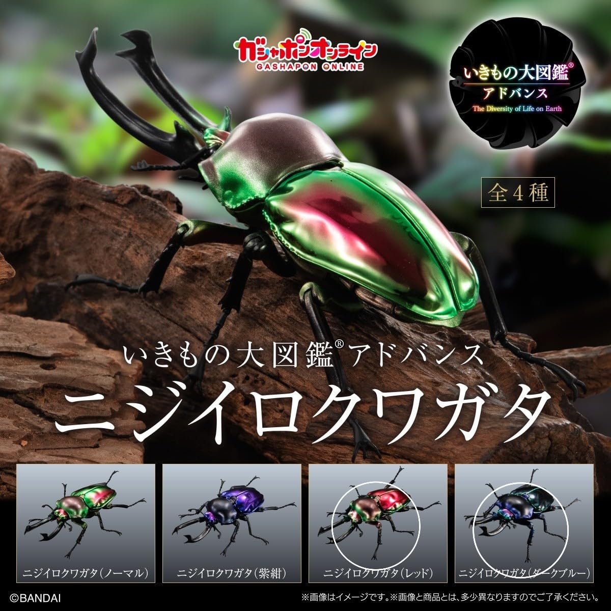 ニジイロクワガタ　ガチャ　コンプリート　いきもの大図鑑 いきもの大図鑑アドバンス ニジイロクワガタ｜ガシャポン