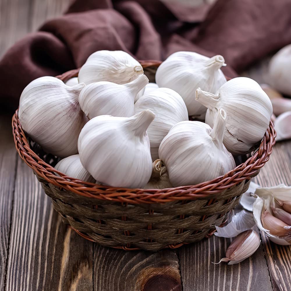 Garlic Cledor Garden Vegetable Plant Hardy Bulb Spring Planting Plant 4 Bulbs by Thompson & Morgan (4)