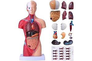Human Body Anatomy Model for Kids with 15 Removable Organs