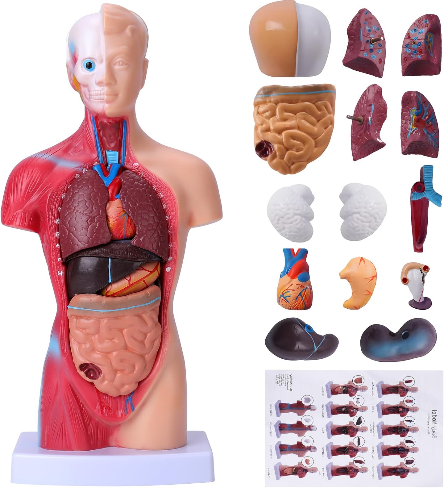 Human Body Model for Kids 15 Pcs Removable 11 inch Human Torso Anatomy Model for for Teaching Study Class Students with Product Manual