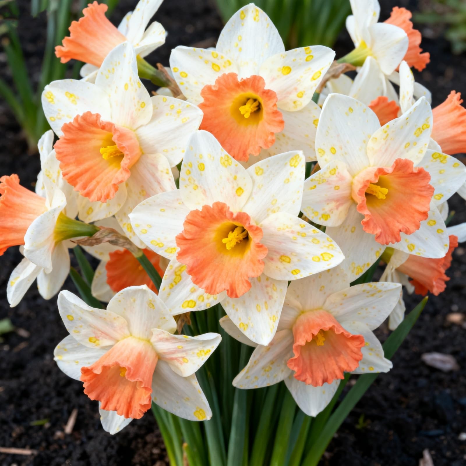 Daffodil Bulbs/Perennial-Narcissus Bulbs&Dwarf Daffodil Bulbs UK-Thrives in The Garden-Excellent Display-Mix-10bulbs-J