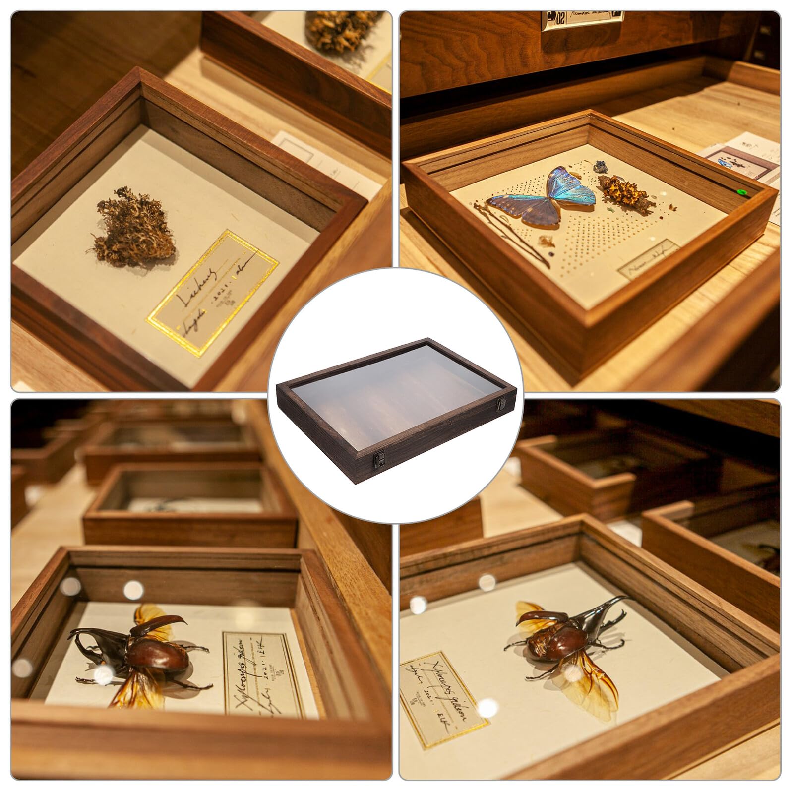 Holz Präparations Showbox mit Transparenter Abdeckung, Braun | Rechteckige Vitrine für Schmetterlinge und Pflanzen, Große Kapazität, Schützt Mehrere Exemplare