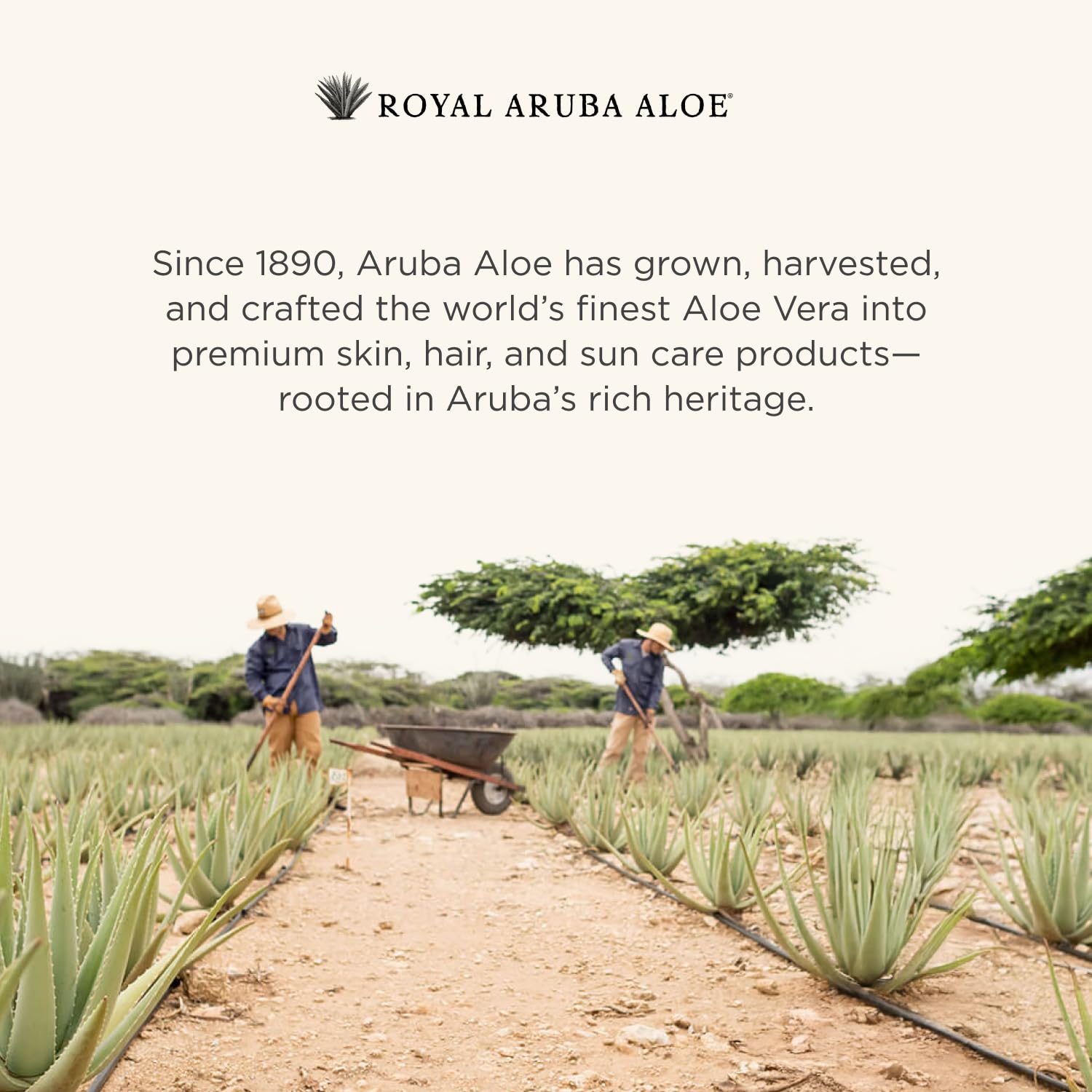 santaverde aloe vera augencreme ohne duft Cream Medium ohne Duft – Naturkosmetik Abelbeck