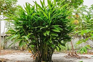 Live Galangal Plants (3-Pack)