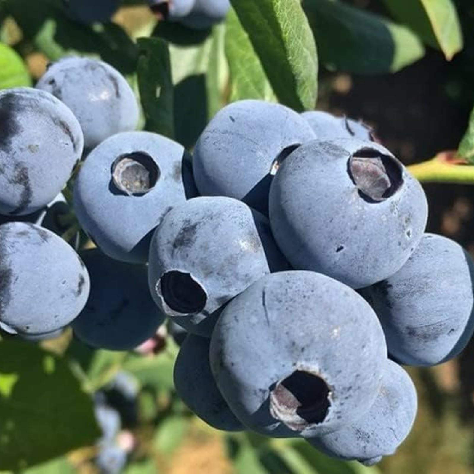 Carbeth Plants - Fruit Plants - Grow Your Own Fruit Garden - Blueberry Plant 'Titanium' in 1.5L Pot