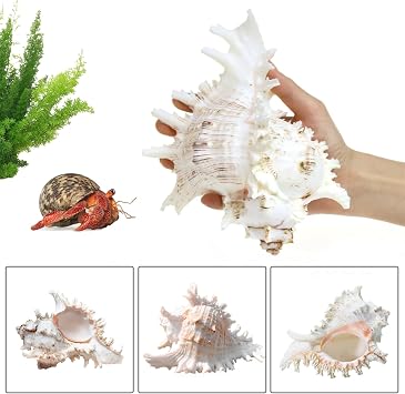 Natural Shells Natural Shells Scallops Large Natural Shells Large Shells for Crafts Decorative Shells 16-18 cm Large Shells for Decorating (16-18 cm)