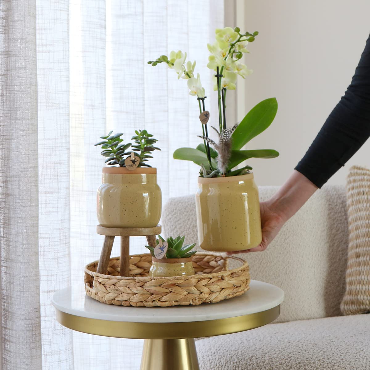 Kolibri Storczyki, rośliny zielone z żółtą orchideą Phalaenopsis w doniczkach ozdobnych w kolorze khaki i tacą hiacyntową