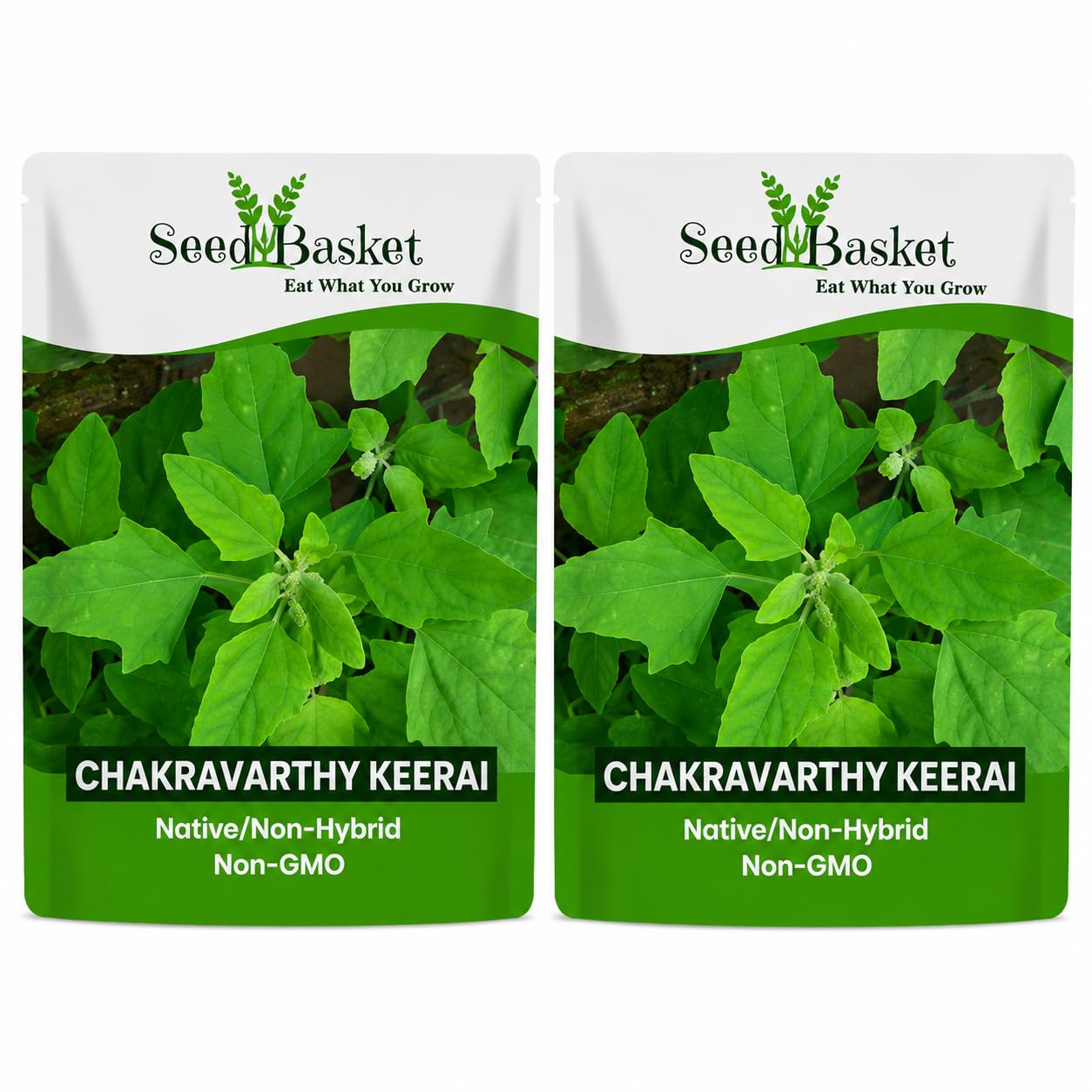 SeedBasket Chakravarthy Keerai Seeds Pack of 2, 10g Each | Native/Non-Hybrid | Non-GMO | Vegetable Seeds for Home Gardening, Kitchen Garden, Terrace & Balcony-picture-21