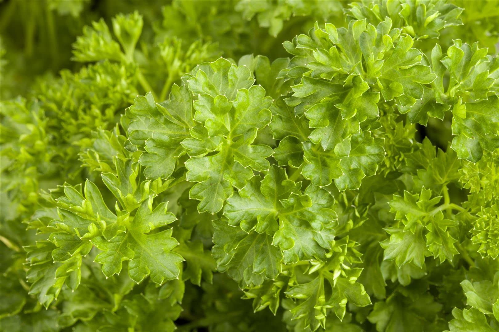 2x Glatte Petersilie Pflanzen - Petroselinum Crispum Aus Gärtnerei