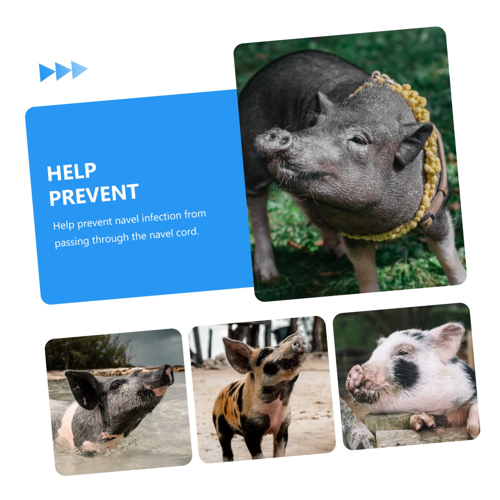 GALPADA 100pcs Plastic Cord Clamps for Sheep Livestock Farm Tools Tooth-Shape Design