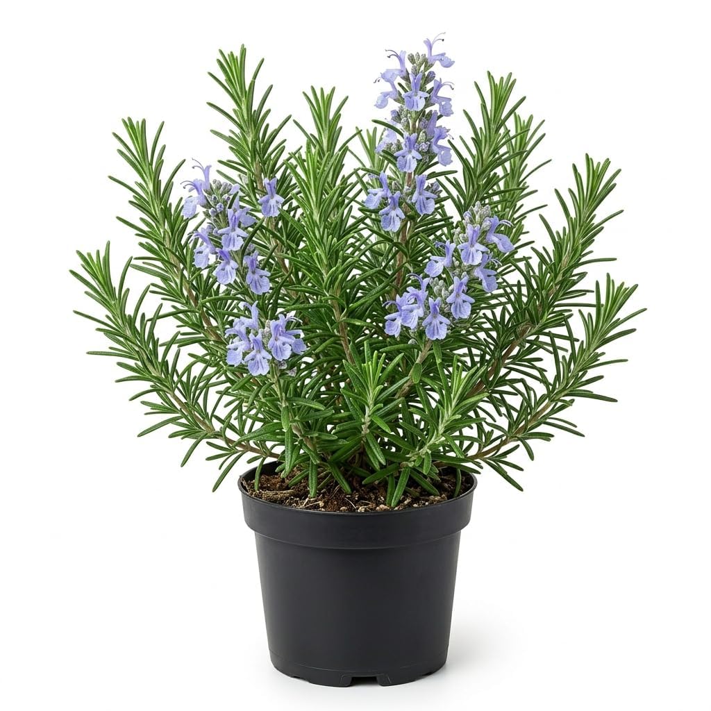 LIVE ROSEMARY PLANT MEDICINAL AND HERBAL USES FOR HAIR GROWTH SALVIA ROSMARINUS ROSEMARY FOOD AND SALAD PLANT FOR HOME GARDEN & KITCHEWN WITH POT-picture-46
