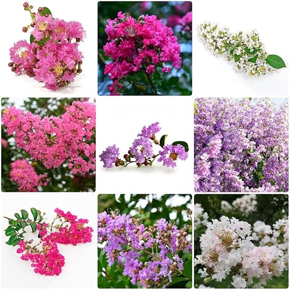 100 Kreppmyrte Winterhart Samen,Lagerstroemia Indica, Balkonpflanzen