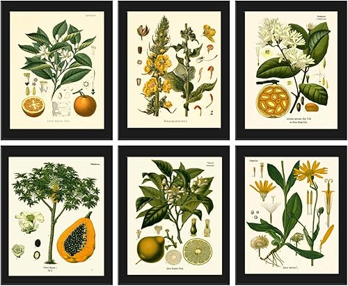 Botanical Set of 6 Prints Antique Beautiful Orange Papaya Lime Tropical Fruit Flowers Home Room Decor Wall Art Unframed