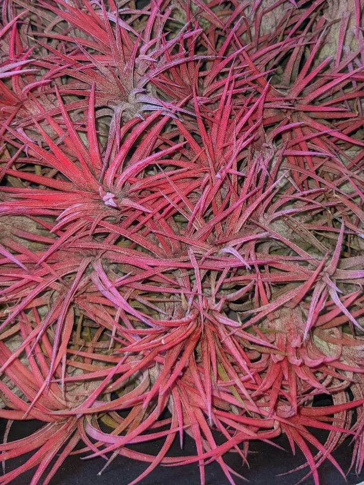 Tillandsia Plante Aérienne Ionantha Rubra Rouge - Lot De 1 Plante