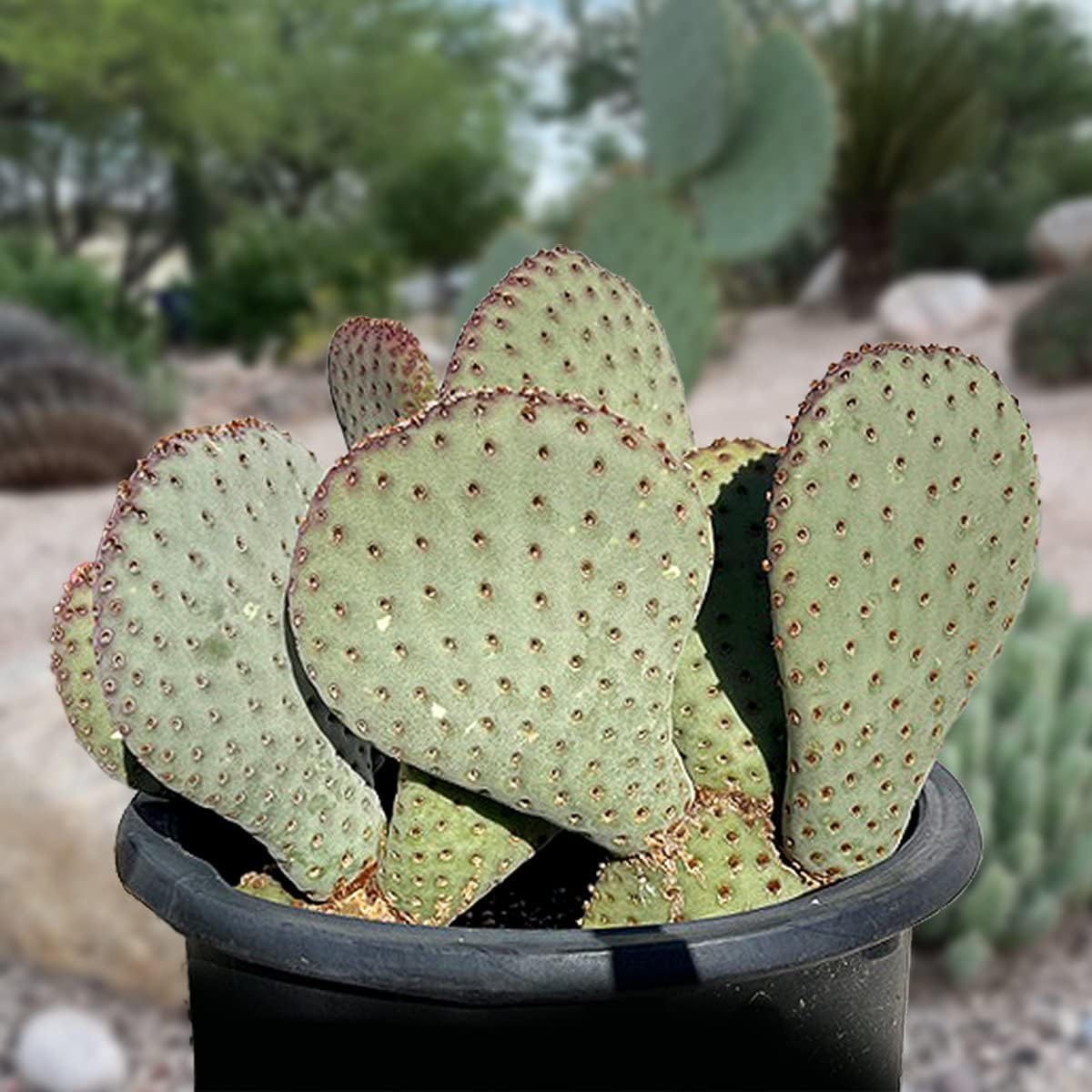 Cactus Outlet - Nopal Prickly Pear Cactus Plants Live - Live Cactus Plants - Nopal Cactus Plant Live - Prickly Pear Plant Live - Landscape Ready Cactus Plants Live Delivered Right to Your Door