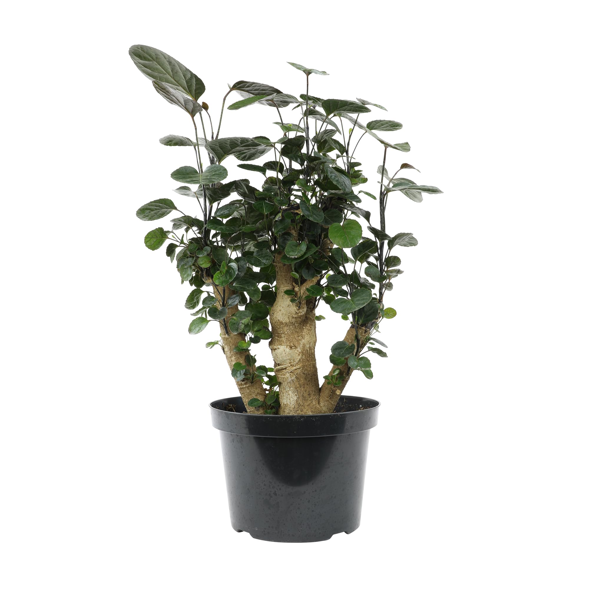 Rare Live Aralia Fabian Stump in 8 Grower Pot