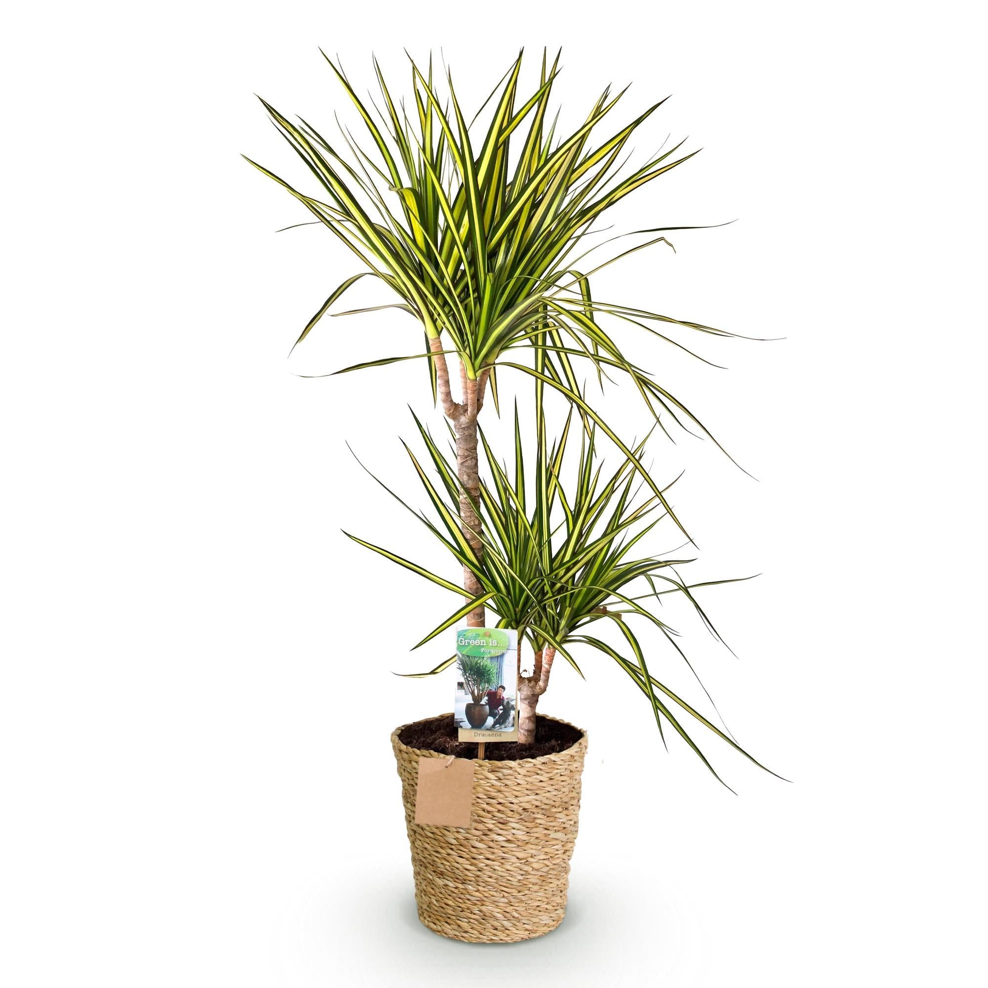 Plantes d'intérieur Dracaena jaune et vert pour illuminer un salon lumineux