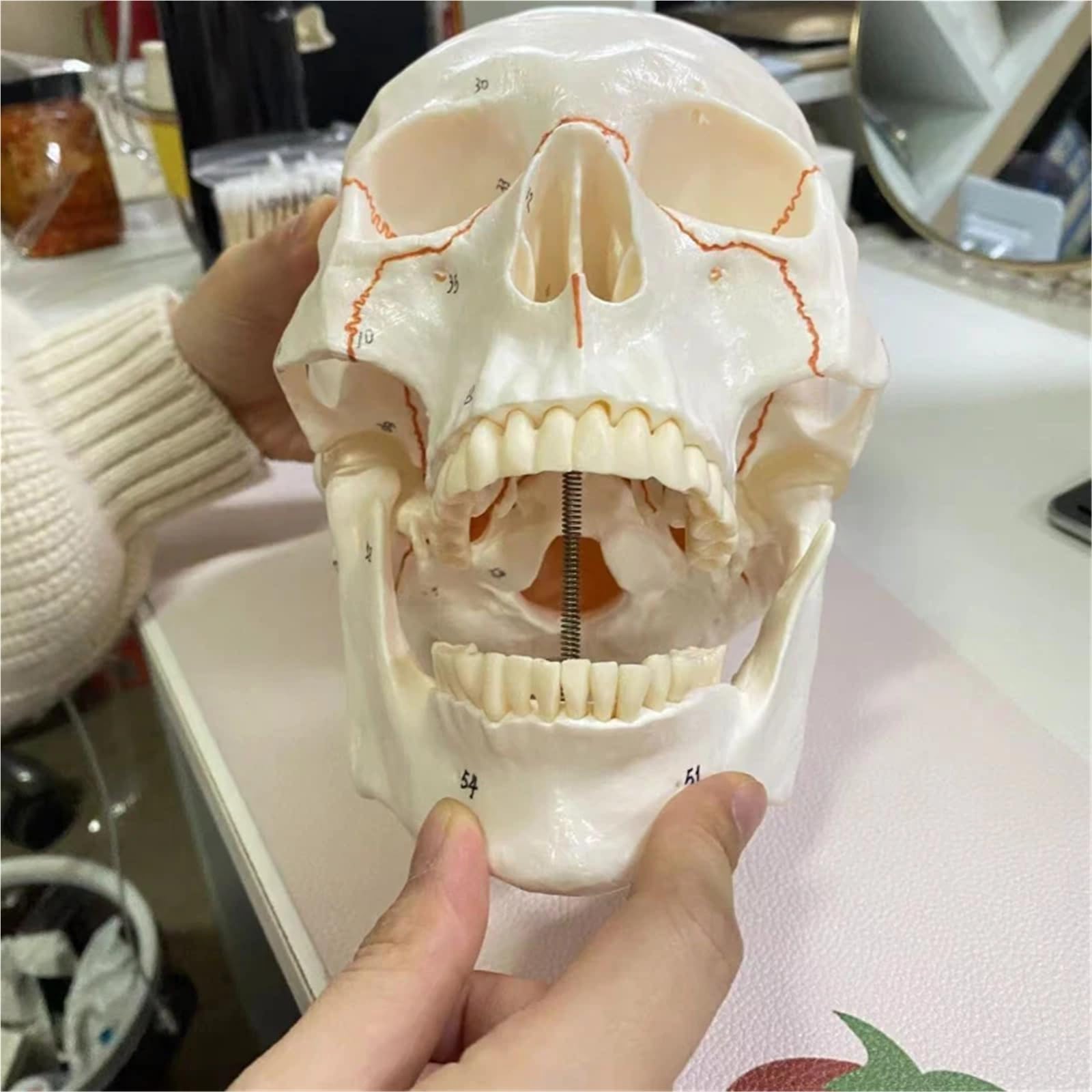 Cabeza de esqueleto anatómico de calavera humana de tamaño real con herramienta de estudio de división de 3 partes