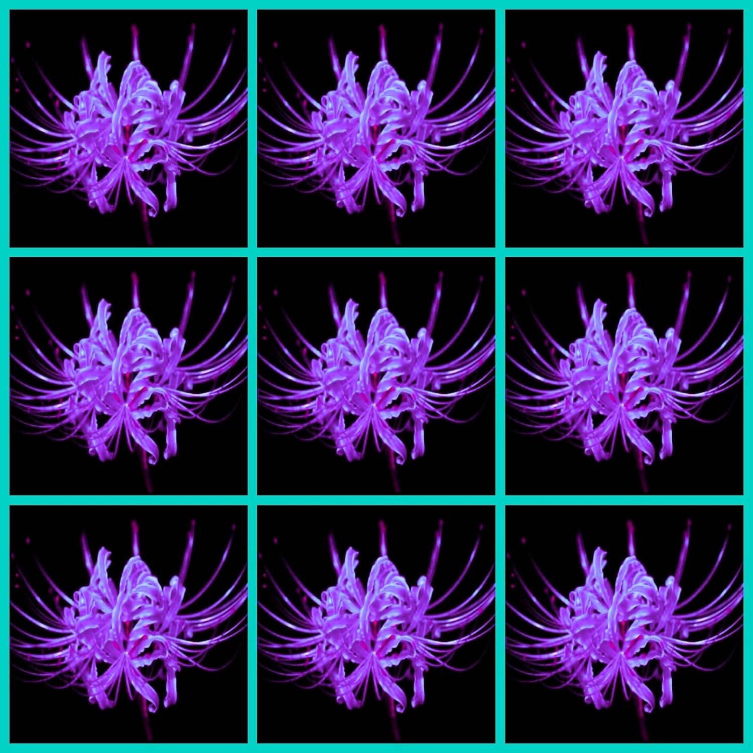 Wüstenrose Blumenzwiebeln 2 Stück - Winterharte Mehrjährige Pflanzen