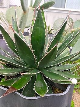 Amazon.co.jp: 超特大 アガベ ホリダ ペロテンシス 実生苗 地植え株 Amazon.co.jp: 超特大 アガベ ホリダ ペロテンシス 実生苗 地植え株