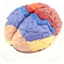 Human Cerebral Cortex Functional Regionalization Model - 2-Piece Disassemblable Brain Anatomy, Medical Teaching Tool for Neuroscience Education & Lab Displays