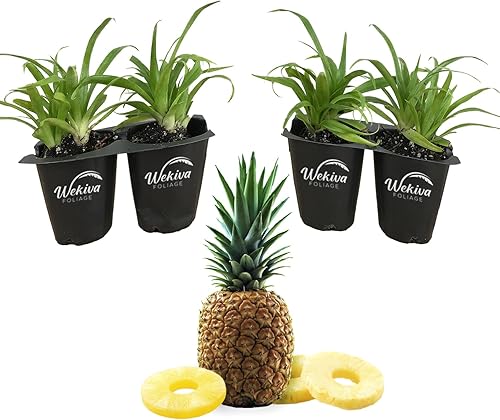 Planta de piña de jade blanco, 4 plantas de inicio vivas, Ananas Comosus, árbol frutal comestible para el patio y el jardín