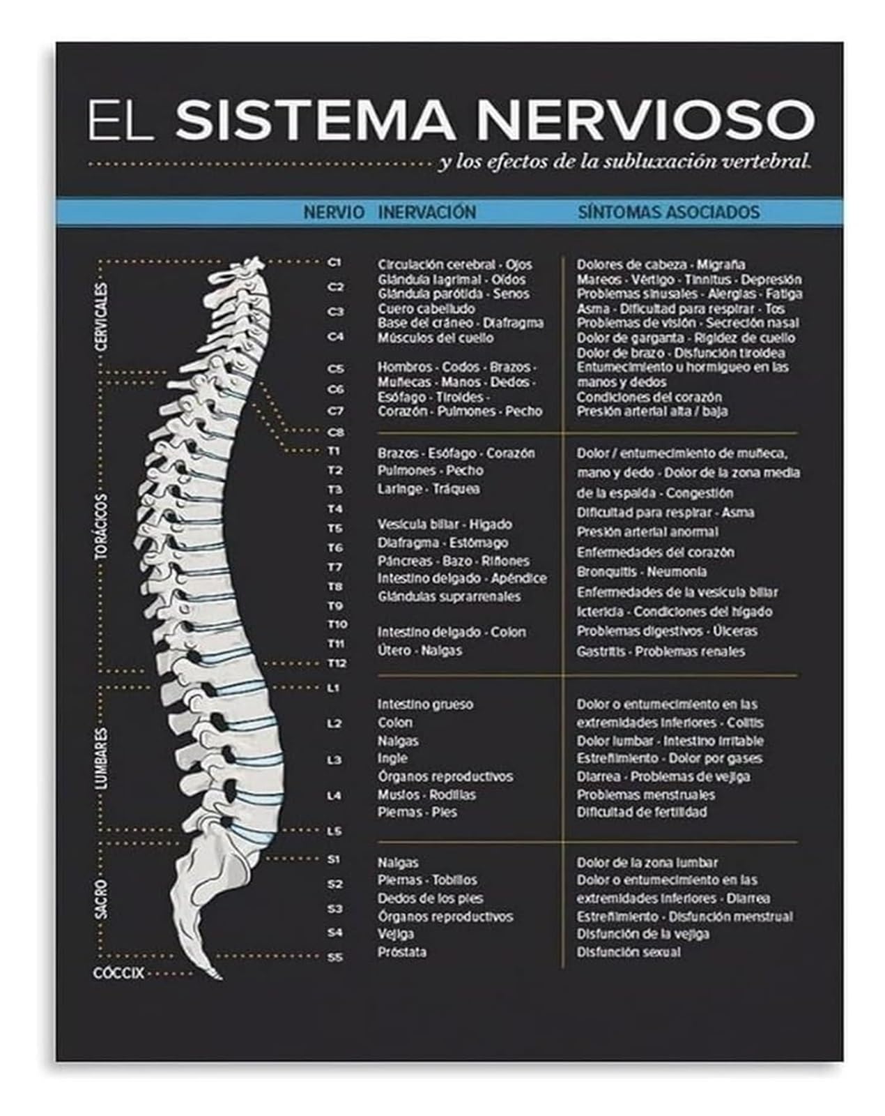 IDGTTLDF Skeletal Nerve Metal Sign Spinal Column Vertebra Disc Nerve Exit Function Diagram for Anatomy Professor Lecture Research Office Decor 8 X 12 inch