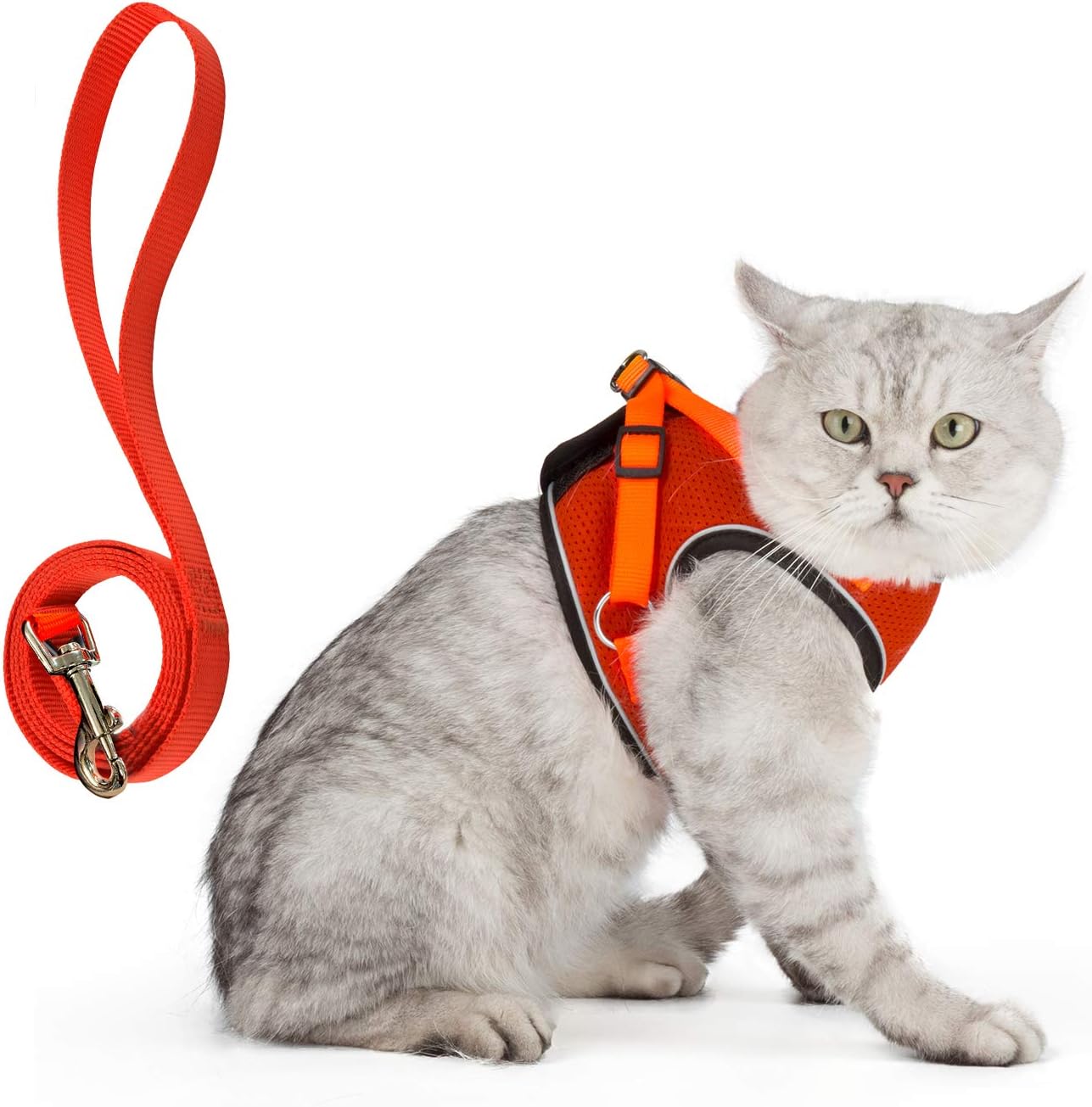 using a cat harness