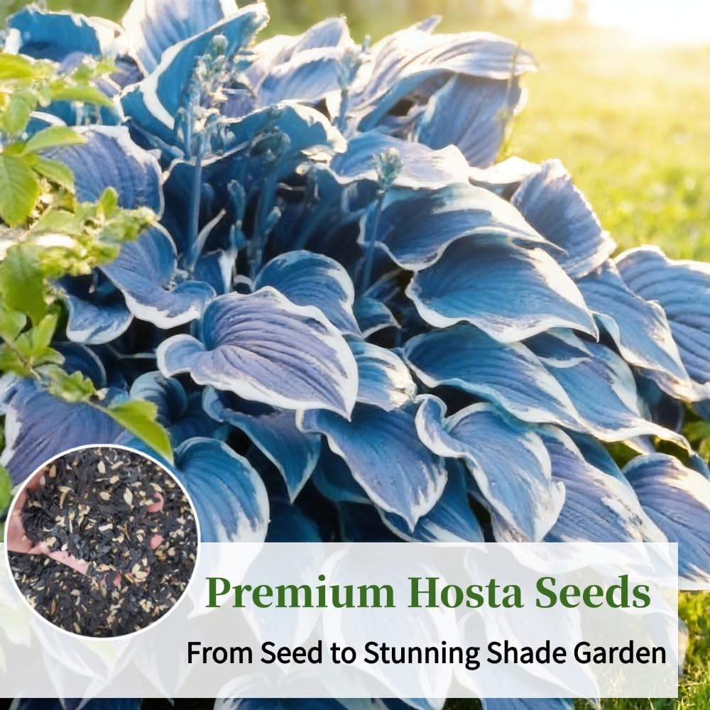 Hosta Seeds, Blue Hosta Seeds for Planting, Perennial Blue Hosta Flowers, Shade-Loving Ornamental Ground Cover for Garden, Patio, Indoor & Outdoor, 100Pcs - 4