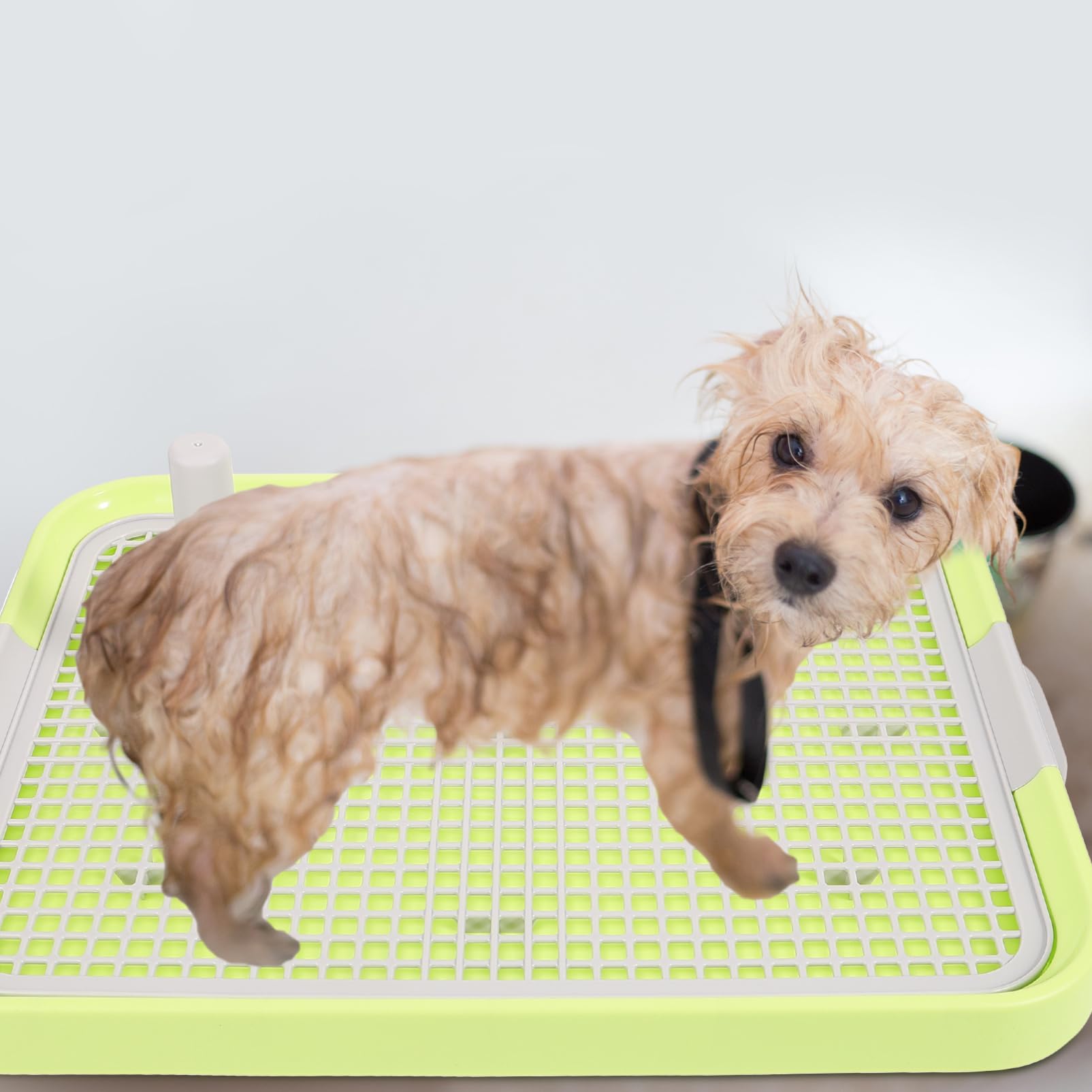 Toilette pour Chien Intérieur Antidérapante, Grille Détachable, Plastique