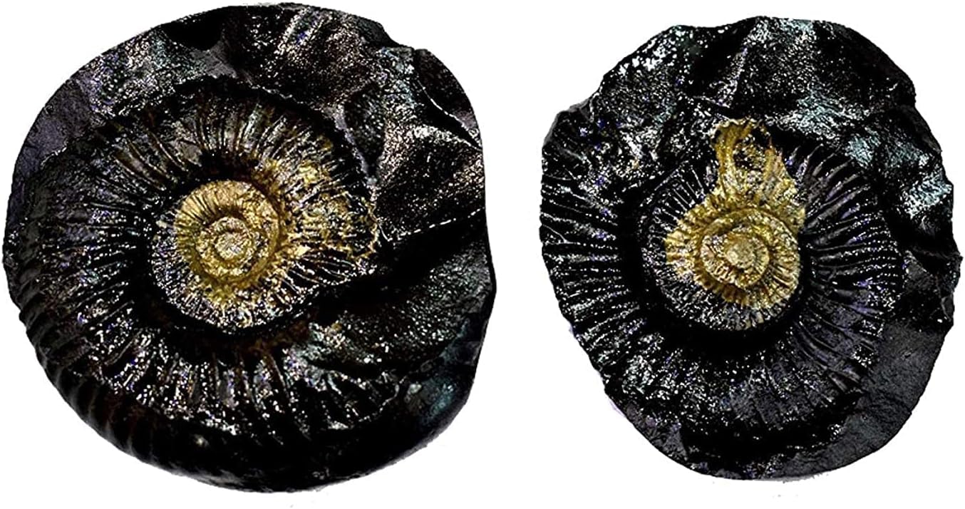 Ramneek Jewels Very Rare Lakshmi Narayanam Shaligram ji Stone from Gandaki River Nepal -Set of 2 Pieces