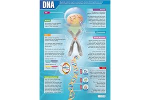 Daydream Education DNA Science Gloss Paper Poster for Wall Charts