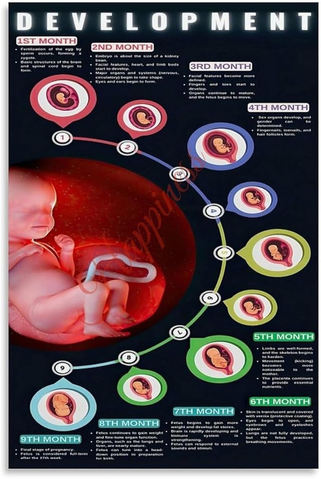 MQXFCZUX Prenatal Fetal Growth Stages Poster Pregnancy Anatomy Infographic Canvas Painting Wall Decor Bedroom Framed,16x24inch(40x60cm)