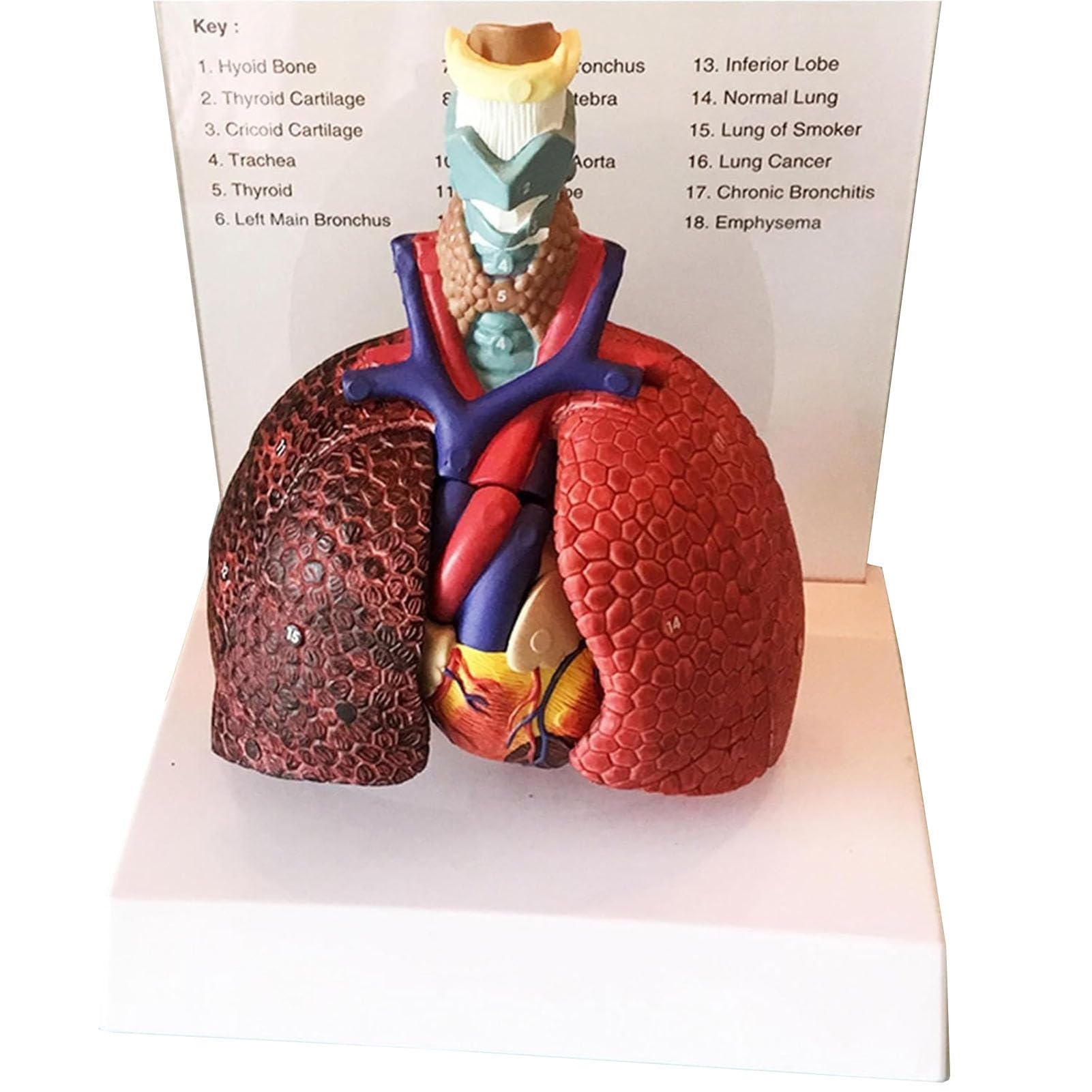 Modèle de poumon humain grandeur nature didactique AMITD 3 pièces anatomie enseignement