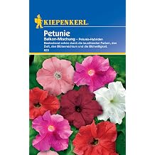Kiepenkerl Petunia Seeds Balcony Mix 823 for 40 Plants   Flowering Mix   Growth Height 30-40 cm   Impressively Beautiful with Bright Colours   Flower Seeds Balcony