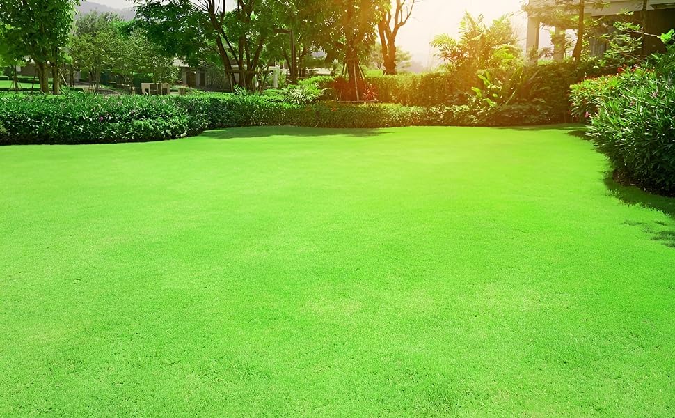 High Yield Grass Seeds – Hybrid Mexican Bermuda for Lawn, Goat Grazing, Farming & Home Landscaping || 2000 seeds